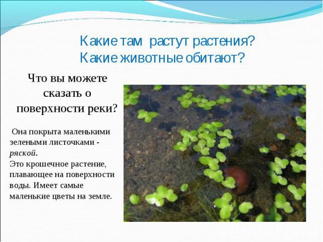 Какие там растут растения? Какие животные обитают?Что вы можете сказать о поверхности реки? Она покрыта маленькими зелеными листочками - ряской.Это крошечное растение, плавающее на поверхности воды. Имеет самые маленькие цветы на земле.