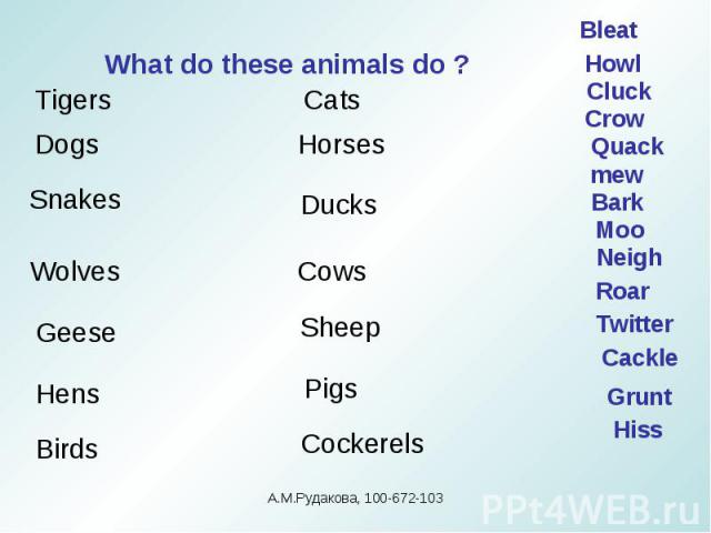What do these animals do ?А.М.Рудакова, 100-672-103