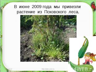 В июне 2009 года мы привезли растение из Псковского леса.