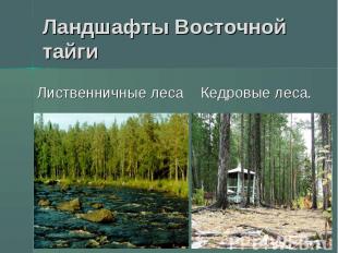 Ландшафты Восточной тайги Лиственничные леса Кедровые леса.