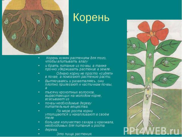 Корень Корень нужен растениям для того, чтобы впитывать влагу и брать питание из почвы, а также прочно удерживать растение в земле.Однако корни не просто «сидят» в почве, а помогают растению расти.Вытягиваясь и разветвляясь, они плотно прилегают к ч…