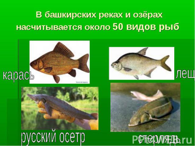 В башкирских реках и озёрах насчитывается около 50 видов рыб