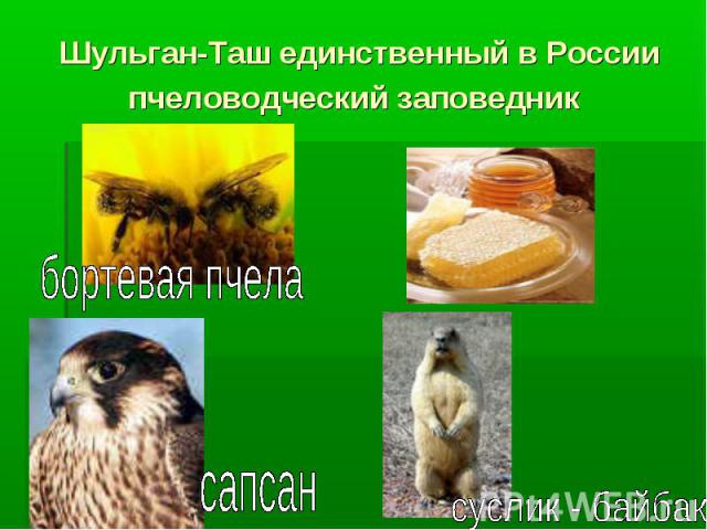 Шульган-Таш единственный в России пчеловодческий заповедник