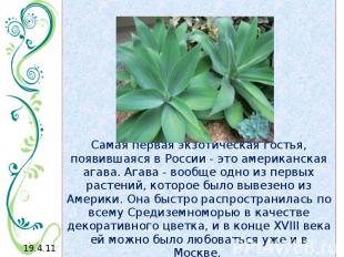Самая первая экзотическая гостья, появившаяся в России - это американская агава.
