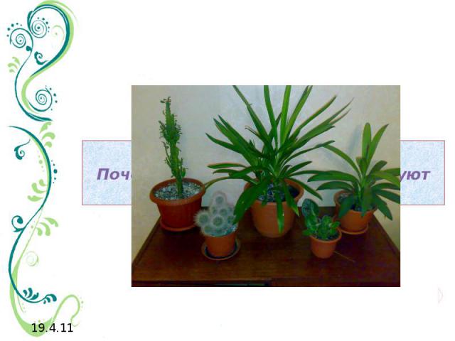 Почему комнатные растения требуют особых условий содержания?