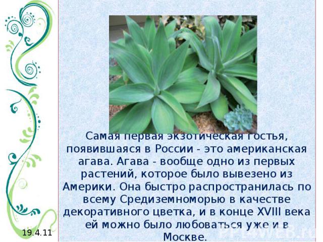 Самая первая экзотическая гостья, появившаяся в России - это американская агава. Агава - вообще одно из первых растений, которое было вывезено из Америки. Она быстро распространилась по всему Средиземноморью в качестве декоративного цветка, и в конц…