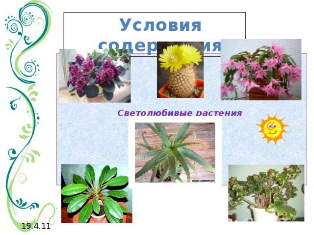 Условия содержания Светолюбивые растения