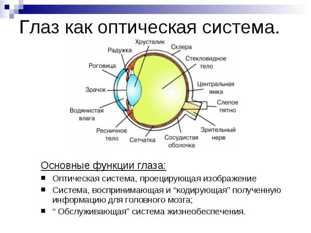 Глаз как оптическая система. Основные функции глаза:Оптическая система, проецирующая изображениеСистема, воспринимающая и “кодирующая” полученную информацию для головного мозга;“ Обслуживающая” система жизнеобеспечения.