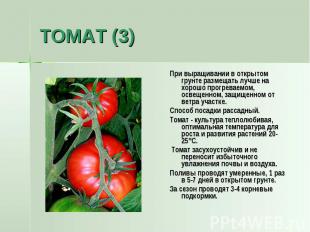 ТОМАТ (3) При выращивании в открытом грунте размещать лучше на хорошо прогреваем