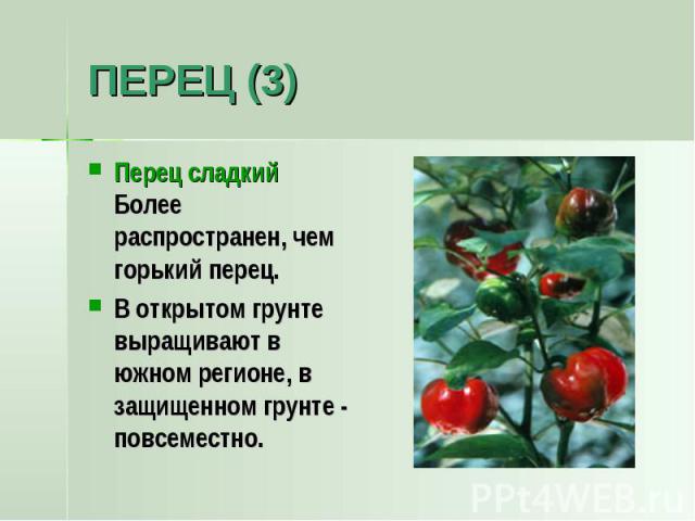 ПЕРЕЦ (3) Перец сладкийБолее распространен, чем горький перец.В открытом грунте выращивают в южном регионе, в защищенном грунте - повсеместно.