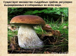 Существует множество съедобных грибов, регулярно выращиваемых и собираемых во вс
