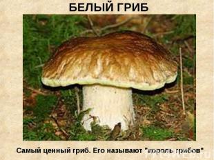 БЕЛЫЙ ГРИБСамый ценный гриб. Его называют "король грибов"