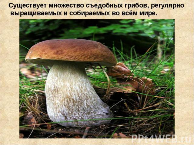 Существует множество съедобных грибов, регулярно выращиваемых и собираемых во всём мире.