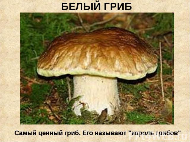 БЕЛЫЙ ГРИБСамый ценный гриб. Его называют 