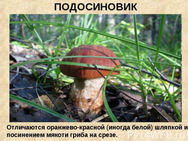 ПОДОСИНОВИК Отличаются оранжево-красной (иногда белой) шляпкой и посинением мякоти гриба на срезе.