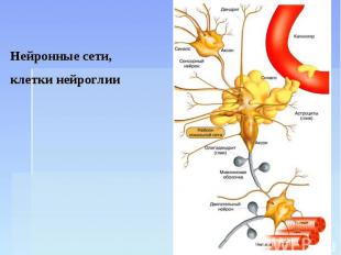 Нейронные сети, клетки нейроглии