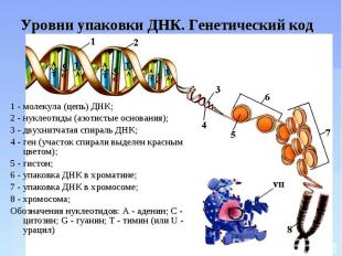 Уровни упаковки ДНК. Генетический код 1 - молекула (цепь) ДНК;2 - нуклеотиды (аз
