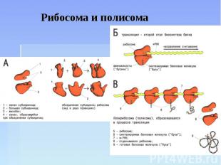 Рибосома и полисома