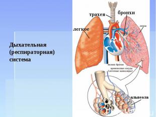 Дыхательная (респираторная) система