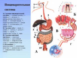 Пищеварительная система А) Строение пищеварительной системы: 1 – слюнные железы;