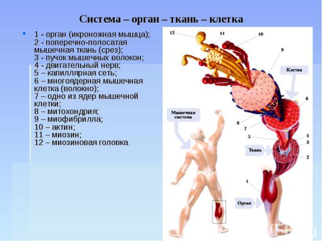 Система – орган – ткань – клетка 1 - орган (икроножная мышца);2 - поперечно-полосатая мышечная ткань (срез);3 - пучок мышечных волокон;4 - двигательный нерв;5 – капиллярная сеть;6 – многоядерная мышечная клетка (волокно);7 – одно из ядер мышечной кл…