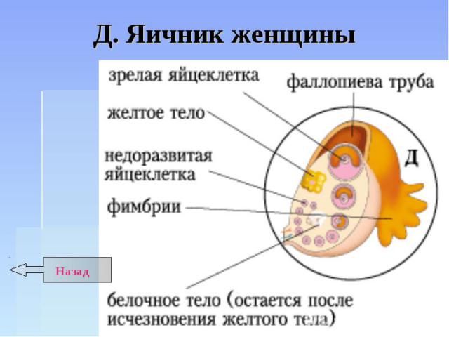 Картинка яичники женщины