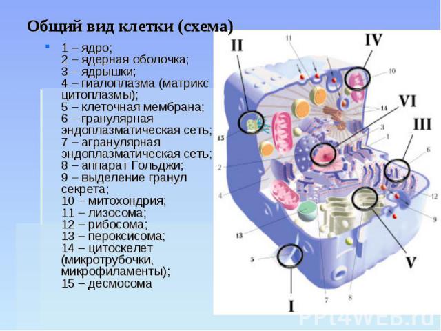 Общий вид клетки (схема) 1 – ядро;2 – ядерная оболочка;3 – ядрышки;4 – гиалоплазма (матрикс цитоплазмы);5 – клеточная мембрана;6 – гранулярная эндоплазматическая сеть;7 – агранулярная эндоплазматическая сеть;8 – аппарат Гольджи;9 – выделение гранул …