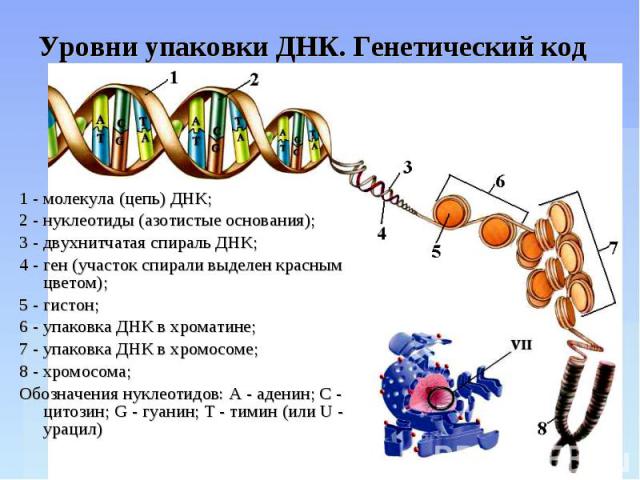 Уровни упаковки ДНК. Генетический код 1 - молекула (цепь) ДНК;2 - нуклеотиды (азотистые основания);3 - двухнитчатая спираль ДНК;4 - ген (участок спирали выделен красным цветом);5 - гистон;6 - упаковка ДНК в хроматине;7 - упаковка ДНК в хромосоме;8 -…