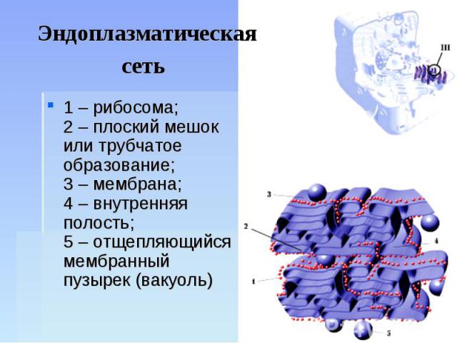 Эндоплазматическая сеть 1 – рибосома;2 – плоский мешок или трубчатое образование;3 – мембрана;4 – внутренняя полость;5 – отщепляющийся мембранный пузырек (вакуоль)