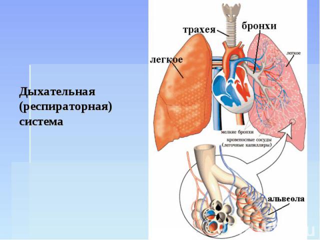 Дыхательная (респираторная) система