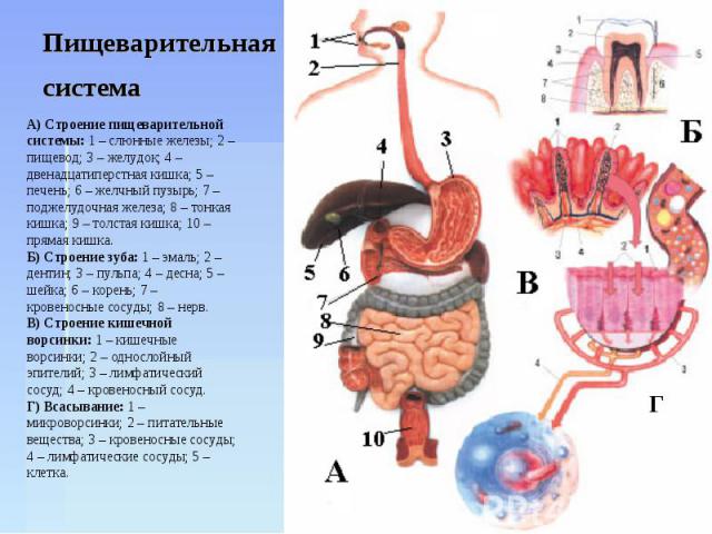 Пищеварительная система А) Строение пищеварительной системы: 1 – слюнные железы; 2 – пищевод; 3 – желудок; 4 – двенадцатиперстная кишка; 5 – печень; 6 – желчный пузырь; 7 – поджелудочная железа; 8 – тонкая кишка; 9 – толстая кишка; 10 – прямая кишка…