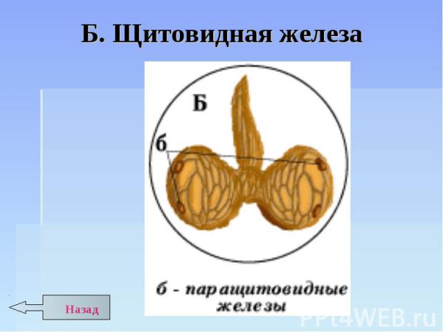 Б. Щитовидная железа