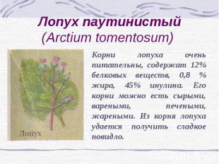 Лопух паутинистый (Arctium tomentosum) Корни лопуха очень питательны, содержат 1