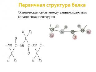 Первичная структура белка Химическая связь между аминокислотами ковалентная пепт