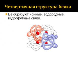 Четвертичная структура белка Её образуют ионные, водородные, гидрофобные связи.