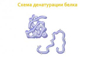 Схема денатурации белка