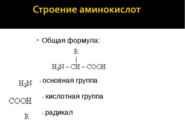 Строение аминокислот Общая формула: - основная группа - кислотная группа - радикал