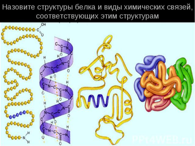 Назовите структуры белка и виды химических связей, соответствующих этим структурам