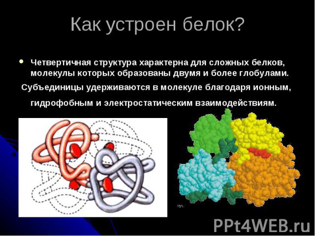 Как устроен белок? Четвертичная структура характерна для сложных белков, молекулы которых образованы двумя и более глобулами. Субъединицы удерживаются в молекуле благодаря ионным, гидрофобным и электростатическим взаимодействиям.