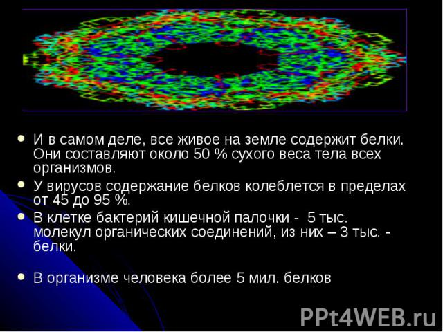 И в самом деле, все живое на земле содержит белки. Они составляют около 50 % сухого веса тела всех организмов. У вирусов содержание белков колеблется в пределах от 45 до 95 %. В клетке бактерий кишечной палочки - 5 тыс. молекул органических соединен…