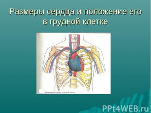 Размеры сердца и положение его в грудной клетке
