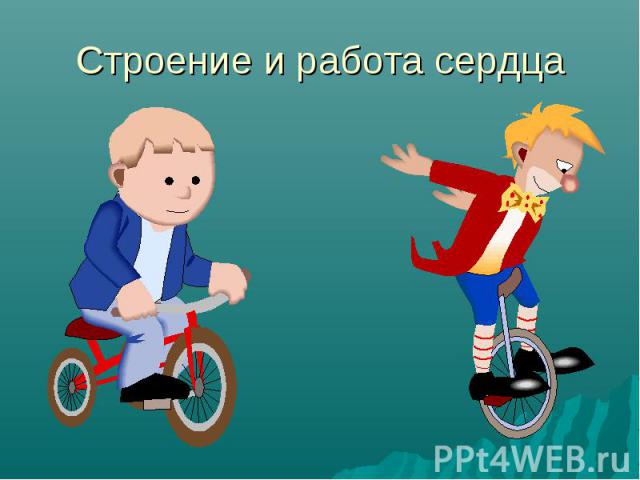 Строение и работа сердца