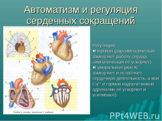 Автоматизм и регуляция сердечных сокращений Регуляция:Нервная (парсимпатическая замедляет работу сердца, симпатическая её ускоряет)Гуморальная (ион K+ замедляет и ослабляет сердечную деятельность, а ион Ca++ и гормон надпочечников адреналин её ускор…