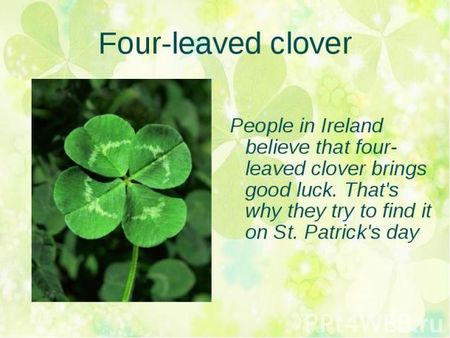 Four-leaved clover People in Ireland believe that four-leaved clover brings good luck. That's why they try to find it on St. Patrick's day