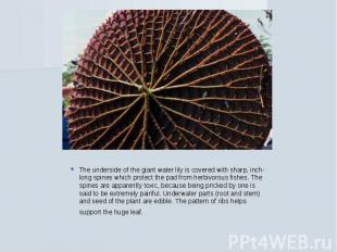 The underside of the giant water lily is covered with sharp, inch-long spines wh
