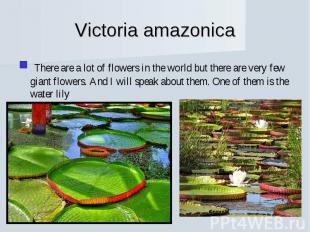 Victoria amazonica There are a lot of flowers in the world but there are very fe