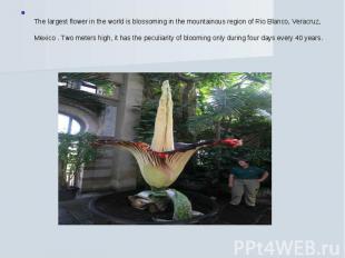 The largest flower in the world is blossoming in the mountainous region of Rio B