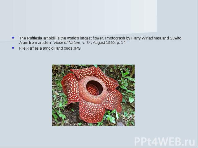 The Rafflesia arnoldii is the world's largest flower. Photograph by Harry Wiriadinata and Suwito Alam from article in Voice of Nature, v. 84, August 1990, p. 14.File:Rafflesia arnoldii and buds.JPG