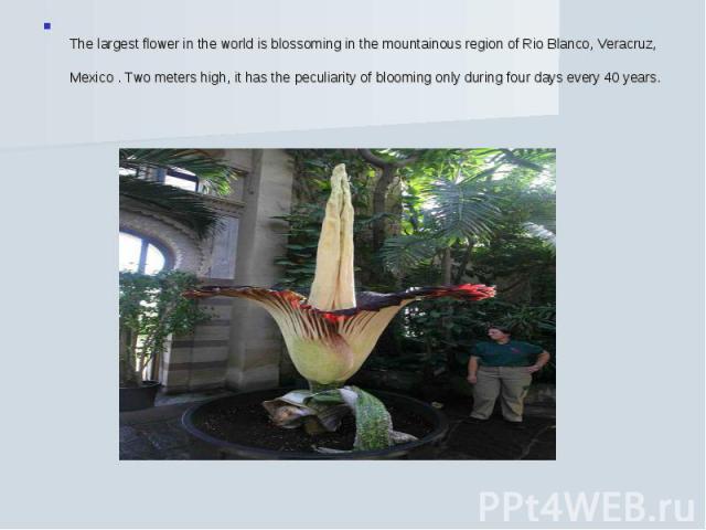 The largest flower in the world is blossoming in the mountainous region of Rio Blanco, Veracruz, Mexico . Two meters high, it has the peculiarity of blooming only during four days every 40 years.