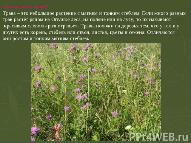 Распознавание травы по фото онлайн